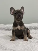 Trinity , a female French Bulldog for sale in Framingham, MA – 5 of 9