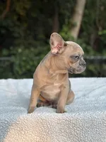 Nutella, a female French Bulldog for sale in Framingham, MA – 2 of 6
