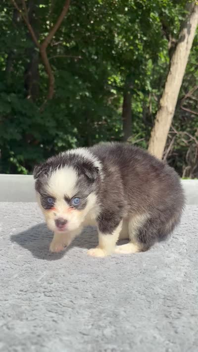 Pixie, a female Pomsky for sale in Framingham, MA – 7 of 7