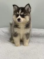 Nova, a female Pomsky for sale in Framingham, MA – 4 of 7