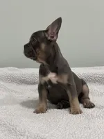 Trinity , a female French Bulldog for sale in Framingham, MA – 3 of 9