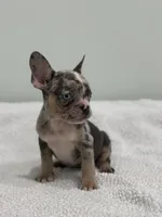 Mimosa, a female French Bulldog for sale in Framingham, MA – 2 of 6