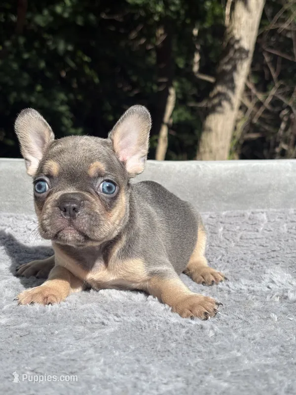 Thor – French Bulldog puppy for sale in Framingham, MA