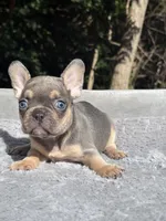 Thor, a male French Bulldog for sale in Framingham, MA – 1 of 9