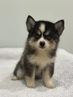 Oreo, a male Pomsky for sale in Framingham, MA – 4 of 10