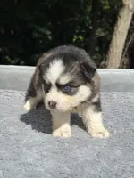 Coco, a female Pomsky for sale in Framingham, MA – 4 of 5