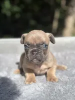 Peaches, a female French Bulldog for sale in Framingham, MA – 4 of 6