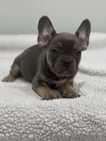 Trinity , a female French Bulldog for sale in Framingham, MA – 8 of 9