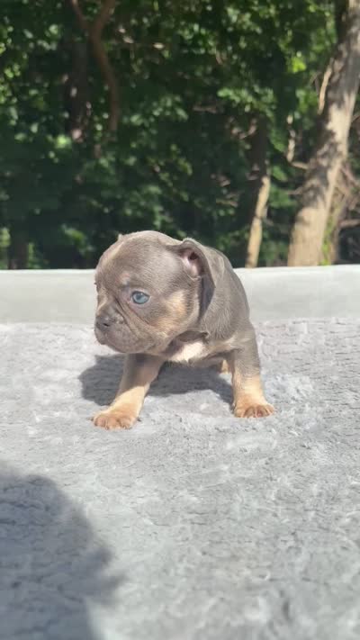 Trinity , a female French Bulldog for sale in Framingham, MA – 7 of 7