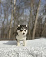 Sage, a female Pomsky for sale in Framingham, MA – 1 of 4