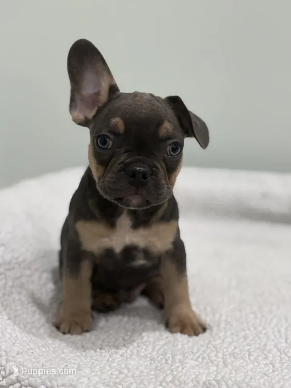 Zeus – French Bulldog puppy for sale in Framingham, MA