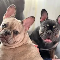 Toy , a male French Bulldog for sale in Framingham, MA – Photo 1 of 3