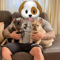 Toy , a male French Bulldog for sale in Framingham, MA – Photo 3 of 3