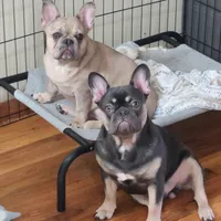 Toy , a male French Bulldog for sale in Framingham, MA – Photo 2 of 3