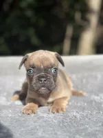 Peaches, a female French Bulldog for sale in Framingham, MA – 5 of 6