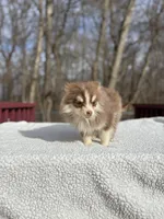 Brownie, a male Pomsky for sale in Framingham, MA – Photo 5 of 5