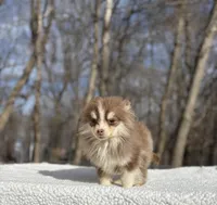 Brownie, a male Pomsky for sale in Framingham, MA – Photo 1 of 5