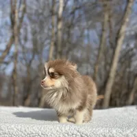 Brownie, a male Pomsky for sale in Framingham, MA – Photo 3 of 5