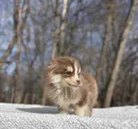 Brownie, a male Pomsky for sale in Framingham, MA – Photo 2 of 5