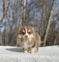 Brownie, a male Pomsky for sale in Framingham, MA – Photo 4 of 5