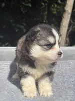 Nova, a female Pomsky for sale in Framingham, MA – 4 of 7