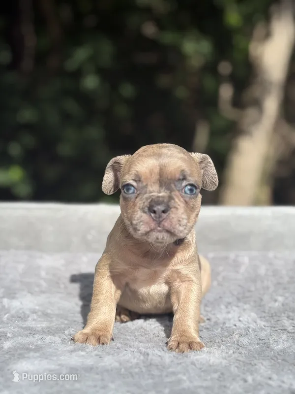 Nutella – French Bulldog puppy for sale in Framingham, MA