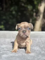 Nutella, a female French Bulldog for sale in Framingham, MA – 1 of 6