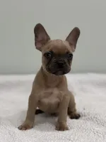 Canelo, a male French Bulldog for sale in Framingham, MA – 5 of 7