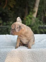 Nutella, a female French Bulldog for sale in Framingham, MA – 4 of 6