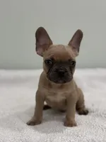 Canelo, a male French Bulldog for sale in Framingham, MA – 4 of 7