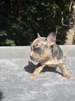 Mimosa, a female French Bulldog for sale in Framingham, MA – 6 of 7