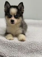 Pixie, a female Pomsky for sale in Framingham, MA – 6 of 6