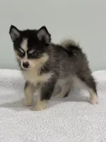 Oreo, a male Pomsky for sale in Framingham, MA – 6 of 10