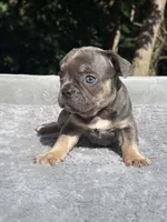 Trinity , a female French Bulldog for sale in Framingham, MA – 2 of 7