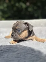 Zeus, a male French Bulldog for sale in Framingham, MA – 4 of 6