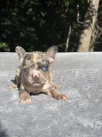 Mimosa, a female French Bulldog for sale in Framingham, MA – 4 of 7