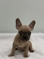 Canelo, a male French Bulldog for sale in Framingham, MA – 3 of 7