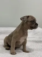 Nutella, a female French Bulldog for sale in Framingham, MA – 7 of 7