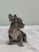 Mimosa, a female French Bulldog for sale in Framingham, MA – 4 of 6