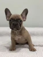 Peaches, a female French Bulldog for sale in Framingham, MA – 3 of 6