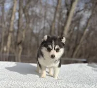 Sage, a female Pomsky for sale in Framingham, MA – 2 of 4
