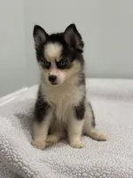 Pixie, a female Pomsky for sale in Framingham, MA – 4 of 6