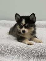 Oreo, a male Pomsky for sale in Framingham, MA – 8 of 10