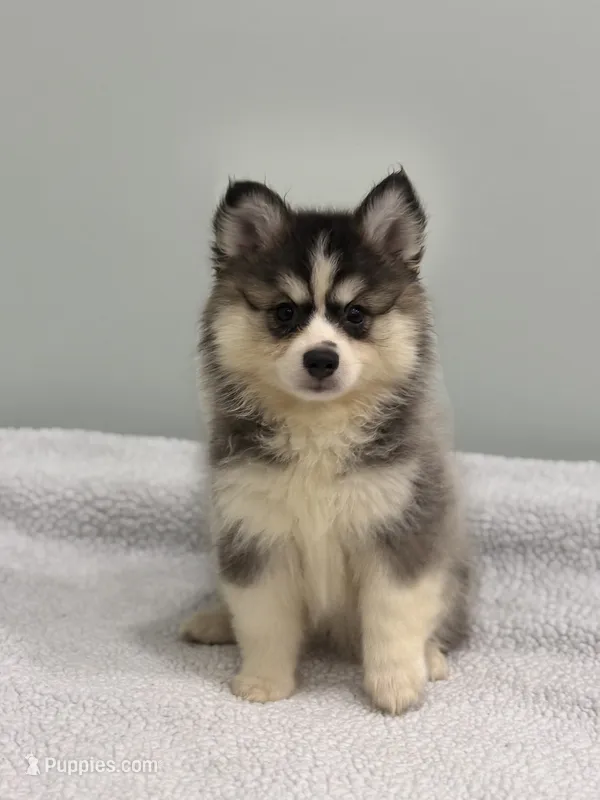 Nova – Pomsky puppy for sale in Framingham, MA