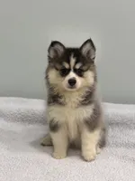 Nova, a female Pomsky for sale in Framingham, MA – 1 of 7