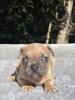 Canelo, a male French Bulldog for sale in Framingham, MA – 5 of 7
