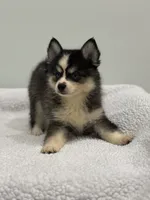 Oreo, a male Pomsky for sale in Framingham, MA – 9 of 10