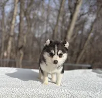 Sage, a female Pomsky for sale in Framingham, MA – Photo 5 of 6
