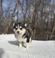 Sage, a female Pomsky for sale in Framingham, MA – Photo 6 of 6
