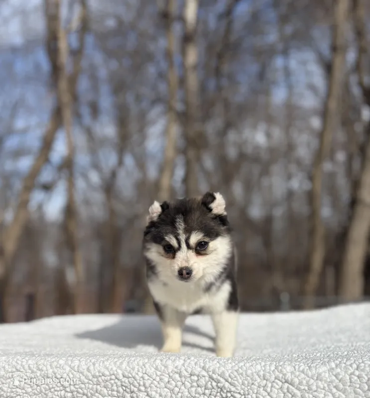 Sage – Pomsky puppy for sale in Framingham, MA